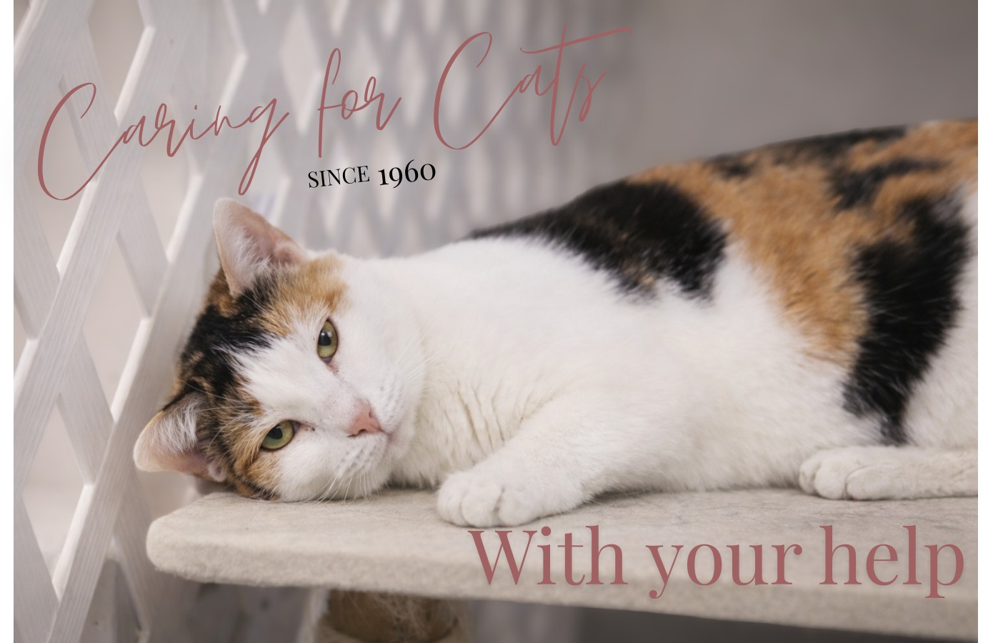 Caring for cats since 1960